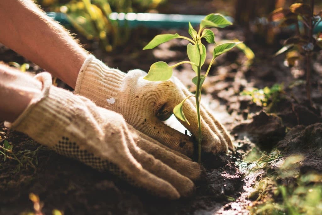 Replanting Services
