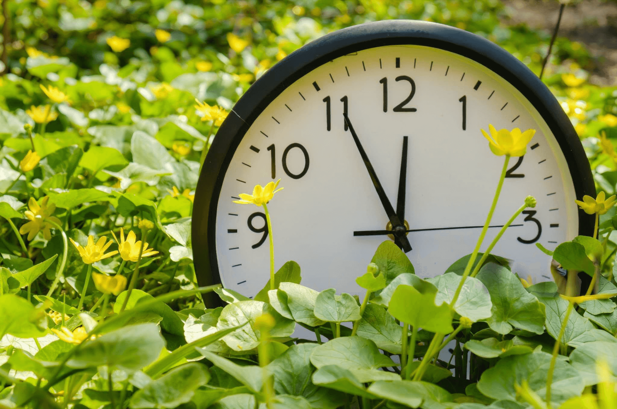 Fortnightly Garden Maintenance