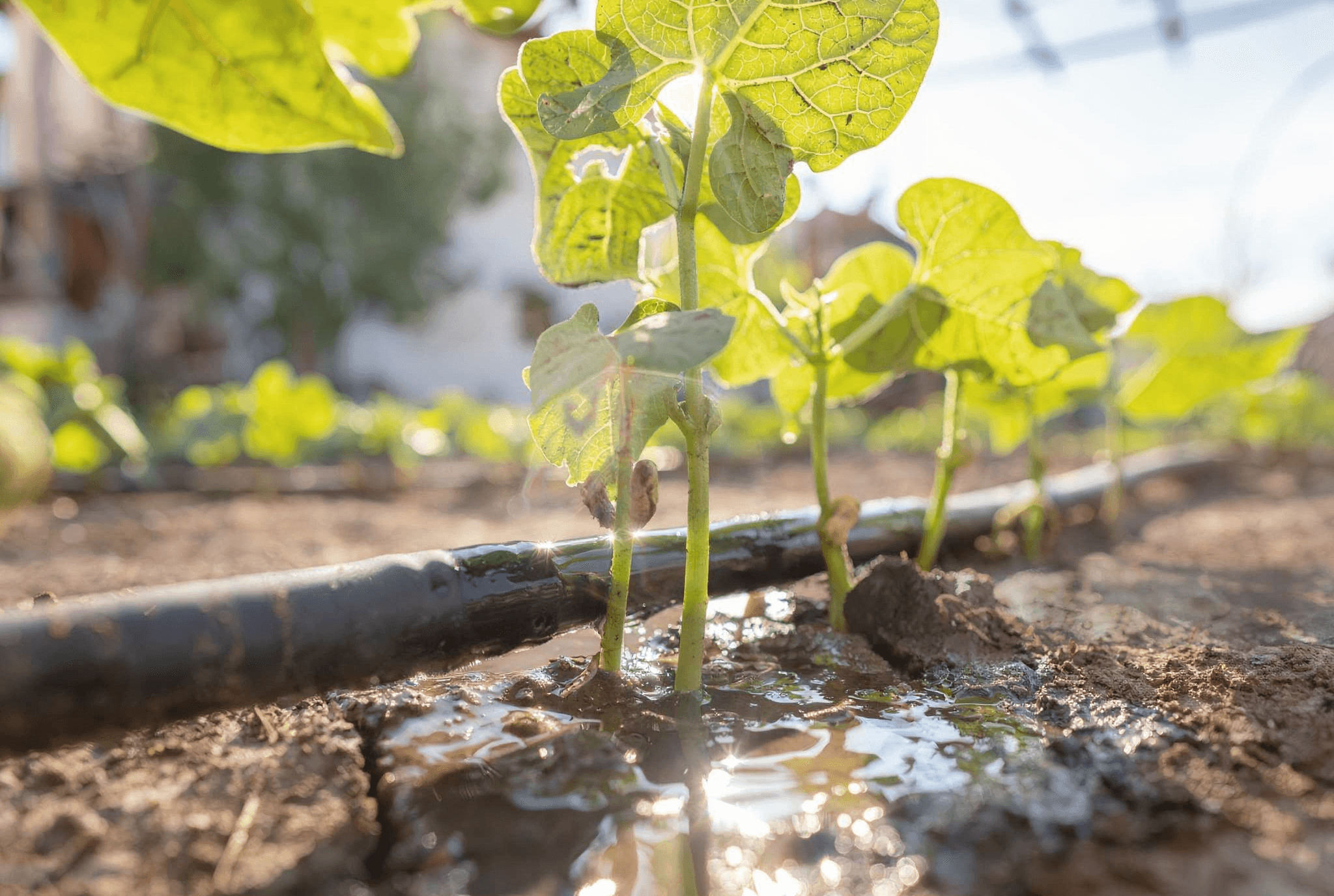 Drip Irrigation