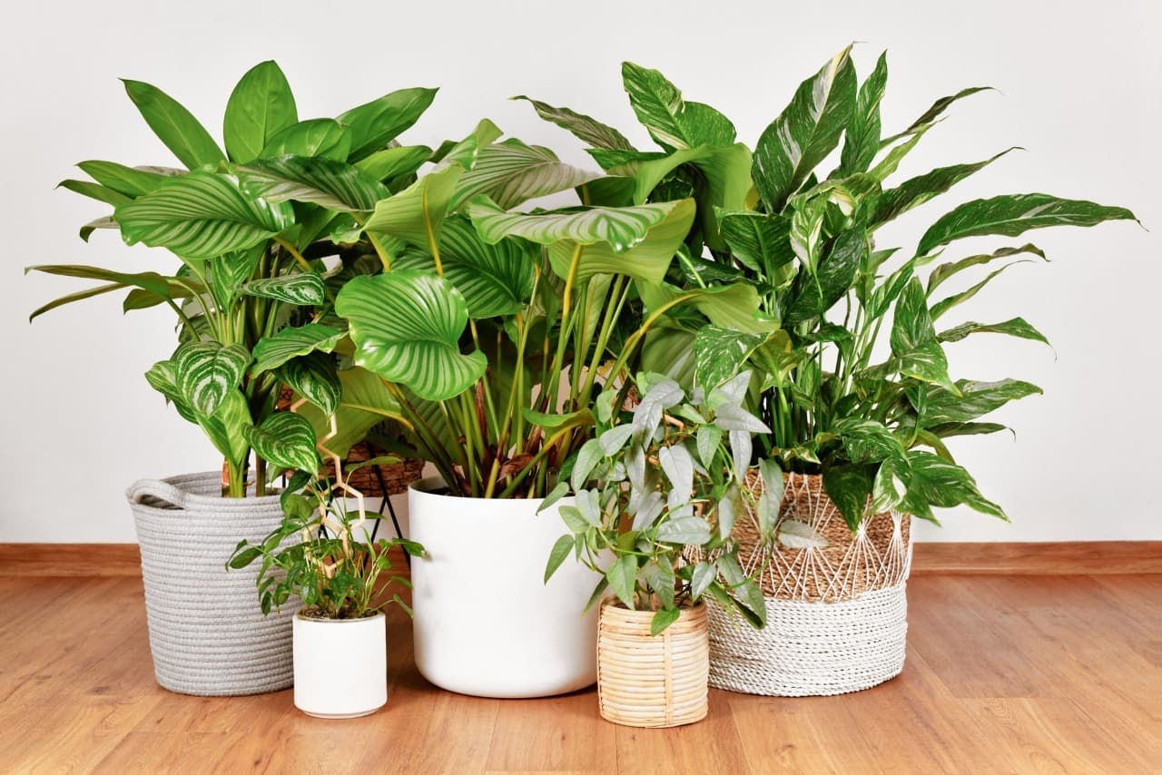 Plant Selection Advice
